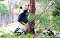 Видео: мама-панда помогает медвежонку спуститься с дерева