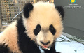 Спасающая детеныша панда стала героем Сети