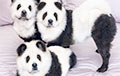 Собаки, превращенные в панд, стали звездами Сети
