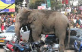 Дикий слон устроил панику в индийском городе