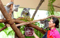 Австралийские коалы-послы вернулись домой из Сингапура
