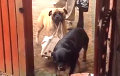 Видео с заботливой собакой покорило Интернет