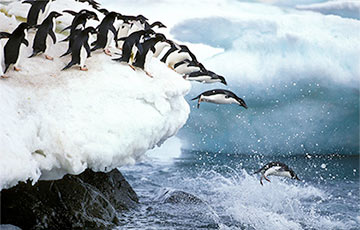 В Антарктиде из-за айсберга погибли десятки тысяч пингвинов