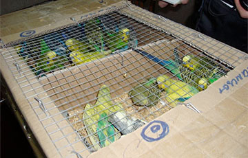 Детектив с попугаями: куда пропали 440 задержанных на границе птиц?