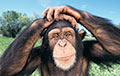 Ученые поняли язык шимпанзе