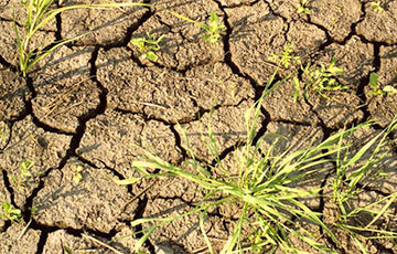 В Беларуси прогнозируют засуху