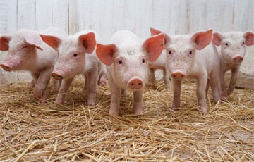 Чиновники запретили жителям Ляховичского района держать свиней