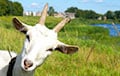 Ученые доказали, что козы внимательно слушают людей