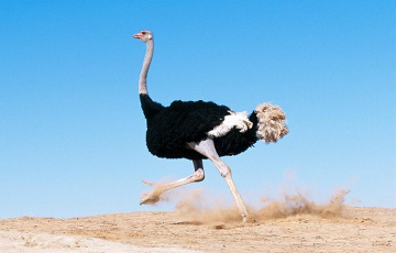 В Могилевской области закрывается единственная государственная страусиная ферма