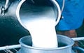 На ферме в Могилевской области в канализацию утекло 2,5 тысячи литров молока высшего сорта