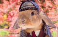 Самый стильный кролик живет в Токио