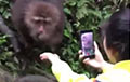 Видеохит: Находчивая обезьянка отобрала смартфон у туристки