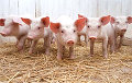 Чиновники запретили жителям Ляховичского района держать свиней