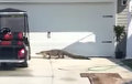 Видеохит: В США аллигатор пытался войти в дом, культурно позвонив в дверь