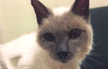 Сиамский кот из Техаса попал в Книгу рекордов Гиннесса