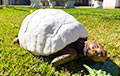 В Бразилии черепахе сделали первый в мире 3D-панцирь