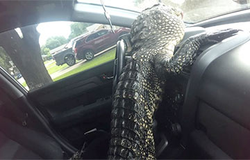 Аллигатор сел за руль авто, спасаясь от зоозащитницы