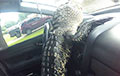 Аллигатор сел за руль авто, спасаясь от зоозащитницы