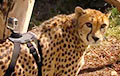 Видеохит: Стремительный забег гепарда засняли от первого лица