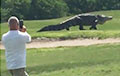 Видеохит: Огромный аллигатор решил поиграть в гольф