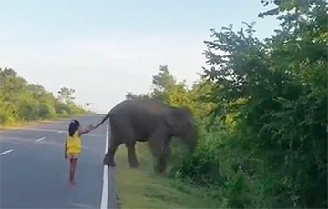 Видеохит: Маленькая девочка повергла в бегство слона