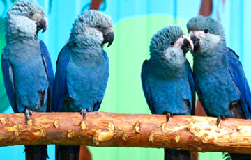 В Бразилии впервые за много лет замечен голубой ара
