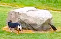 Видеохит: Утка загоняла большого пса вокруг камня