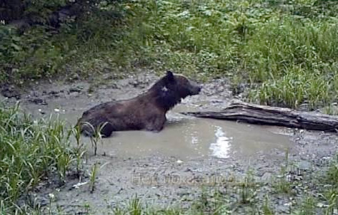 Видеохит: Медведи спасаются в лужах от жары