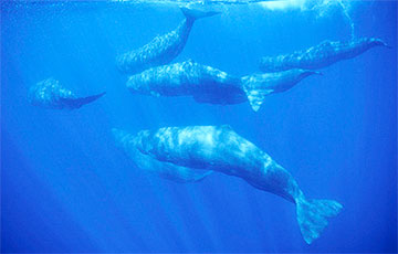 Ученые расшифровали разговоры китов