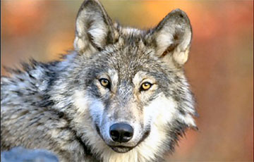 Ученые обнаружили, что волки могут проявлять к людям привязанность не хуже собак