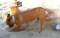 Видеохит: собака устроила хозяйке «песчаную бурю»