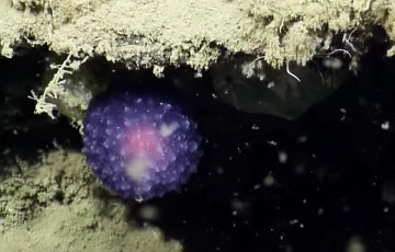 На дне акіяна знайшлі загадкавы фіялетавы шар