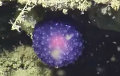 На дне океана нашли загадочный фиолетовый шар