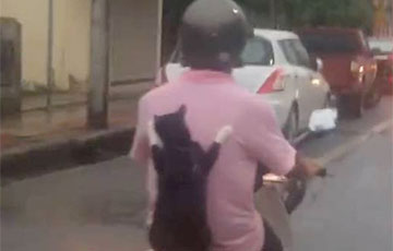 Видеохит: Тайландец катает кошку на скутере