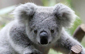 Стало известно, зачем коалы лижут стволы деревьев