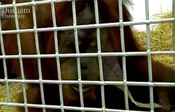 Видеохит: Орангутан заговорил почти как человек