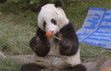 День рождения панды стало хитом сети
