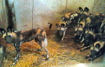 В сарае под Кобрином прятали 7 гиеновидных собак