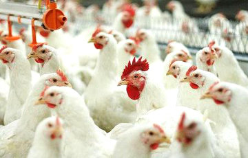 Россия ввела запрет на поставки с белорусской птицефабрики