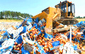 “Belarusian” Apples Demolished By Bulldozers In Russia Again
