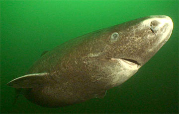 Гренландские акулы могут жить по 400 лет