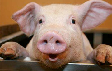 Ученые смогли воскресить органы свиньи