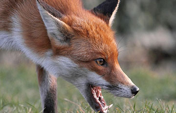 В одной из деревень Пинского района объявили карантин из-за бешеной лисы