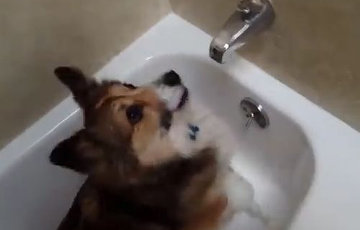 Видеохит: собака обожает принимать душ