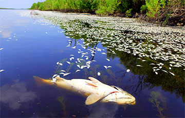 В Житковичском районе массово гибнет рыба