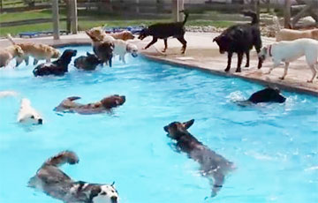 Видеохит: собакам устроили вечеринку в бассейне