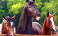 Видеохит: хохочущие кони прорекламировали Volkswagen