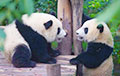 Показавшая несколько впечатляющих трюков панда стала звездой Сети