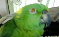 Видеохит: Попугай поразил вокальными данными