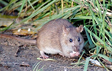 В Севастополе военных РФ отравили вместе с крысами